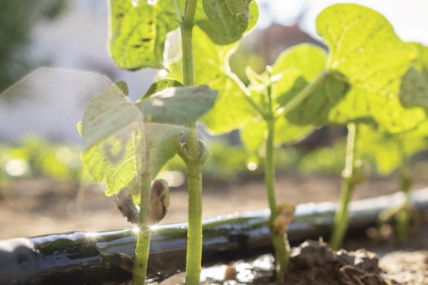 Climate Policy Innovation Series: Food & Ag Systems